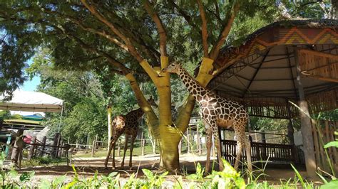 Emperor Valley Zoo Destination Trinidad And Tobago Tours Holidays