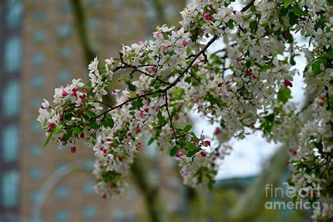 Small flowers on a cherry tree. Photograph by Juan Cortes - Pixels