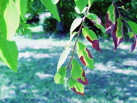 Bacterial Leaf Scorch | Mississippi State University Extension Service