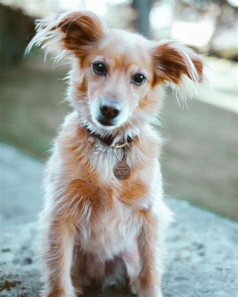 Golden Chi: Golden Retriever & Chihuahua - The Dogman