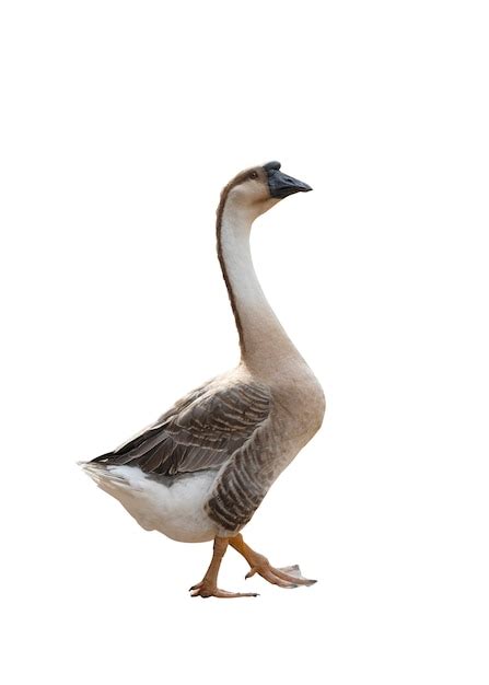 Premium Photo Portrait Goose Isolated On White Background