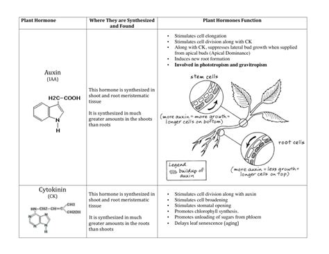 Plant Hormones Worksheet Answers Ivuyteq