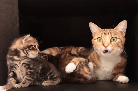 Mothers Day 15 Adorable Mama Cats And Their Kittens [pictures] Cattime