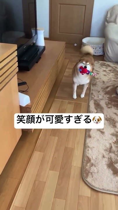 満面の笑みで近づいてくるキツネみたいな柴犬 柴犬 Shibainu 犬 Shorts Youtube