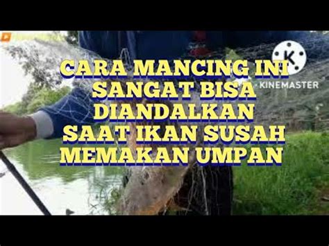 Alternatif Cara Mancing Saat Ikan Susah Makan Umpan Mancing Ikan