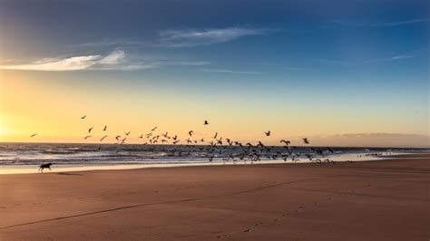 Sea Beach Dog Bird Ocean Flock Mood Wallpapers Hd Desktop And