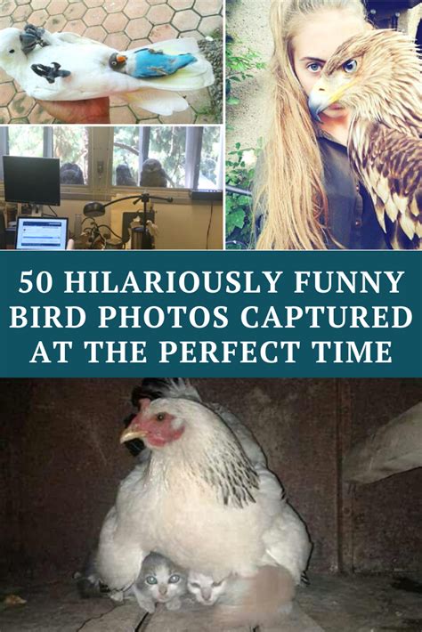 50 Hilariously Funny Bird Photos Captured At The Perfect Time Comedy