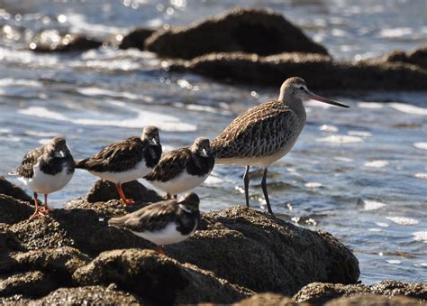 Limosa Lapponica Barge Rousse Bar Tailed Godwit Flickr