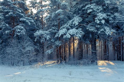 Fondo de pantalla invierno nieve árboles paisaje de invierno HD