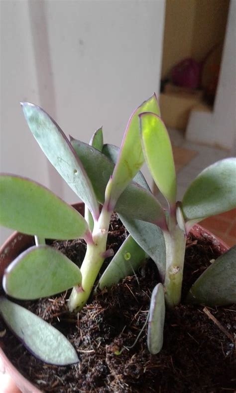 Senecio Crassissimus Suculentas