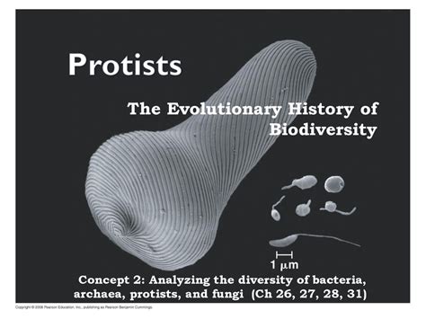 The Evolutionary History Of Biodiversity Ppt Download