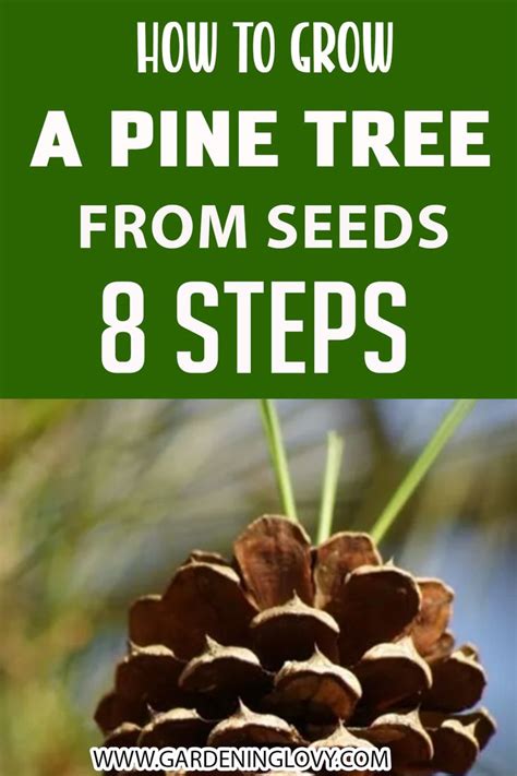 How To Grow A Pine Tree From Seeds Pine Cone Seeds Pine Cone Tree Pine Seeds