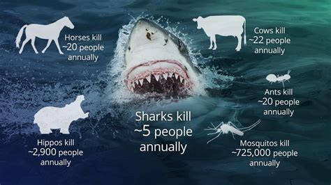 Did You Know Cows Kill More Than Sharks Cows Kill 20 People Per Year