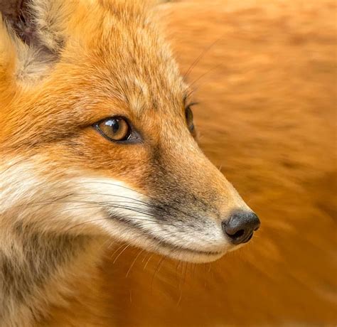 Red Fox Close up - Cool Wildlife