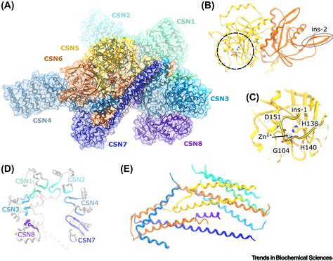 The Cop9 Signalosome A Versatile Regulatory Hub Of Cullin Ring Ligases