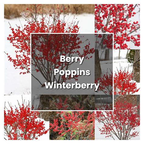 How to Grow Berry Poppins Winterberry - Plant Care & Tips | NorwichGardener