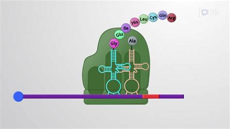 Jove Science Education Translation Rna To Protein