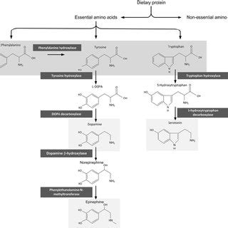 Amino acid metabolism. | Download Scientific Diagram