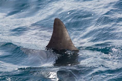 Shark Attack In Hawaii Leaves Man Critically Hurt: Reports | Across ...