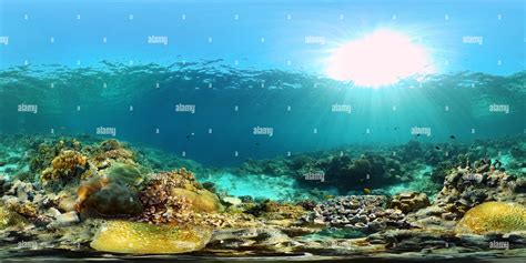 View Of Underwater Tropical Reef View Alamy