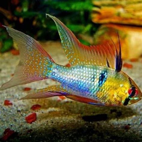 Longfin German Blue Ram J4 Aquatics