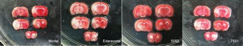 Effects of test compounds after intraperitoneal injection of 5 mg/kg on ...