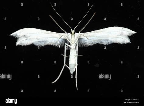 moth portrait front view black background stock photo alamy