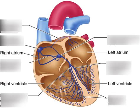 Electrical Activity Of The Heart Diagram Quizlet