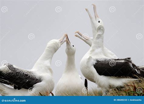 Southern Royal Albatross Diomedea Epomophora Stock Image Image Of