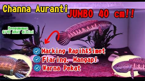 Koleksi Channa AURANTI JUMBO 40 CM GALAK Banget YouTube