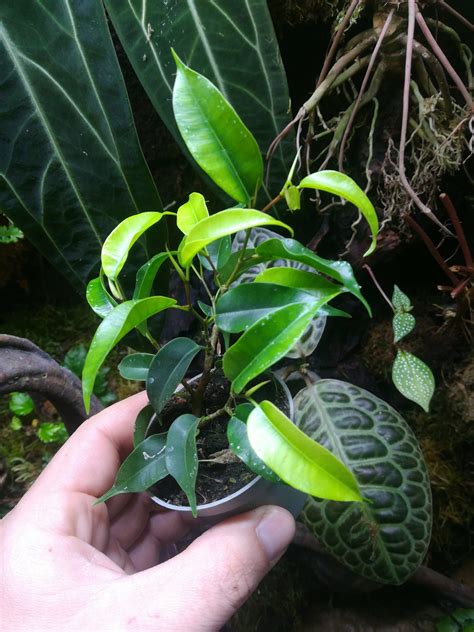 Ficus Benjamina Natasja Pinktropicalfr
