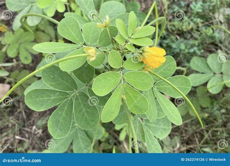 Top View Of Sicklepod Senna Obtusifolia Foetid Cassia Plant With