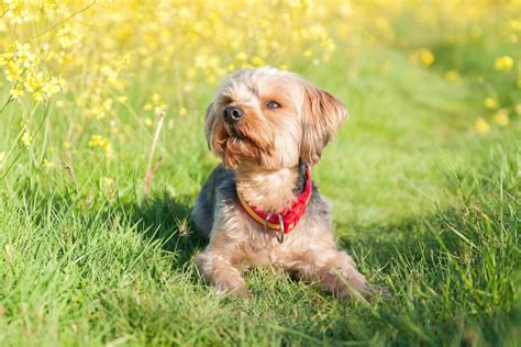 10 Best Yorkshire Terrier Breeders (2024): Our Top 10 Picks!