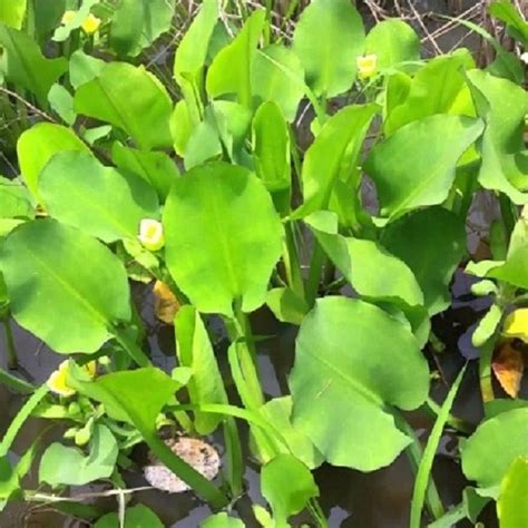 Limnocharis flava Flora Aquática