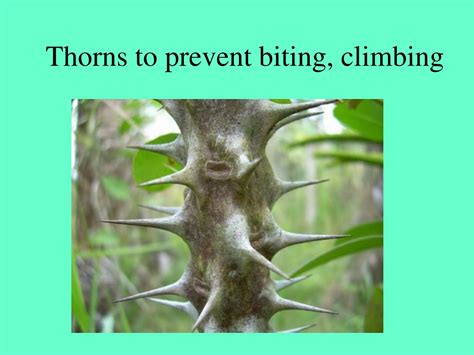 Ppt Plant Defenses Against Herbivores Powerpoint Presentation Free