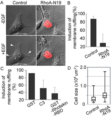 Localized Rhoa Activation As A Requirement For The Induction Of