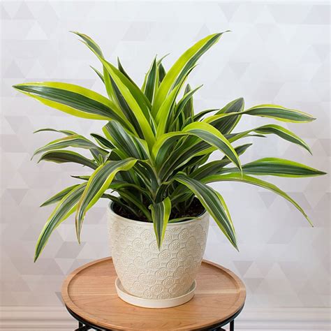 Dracaena Lemon Lime White Flower Farm