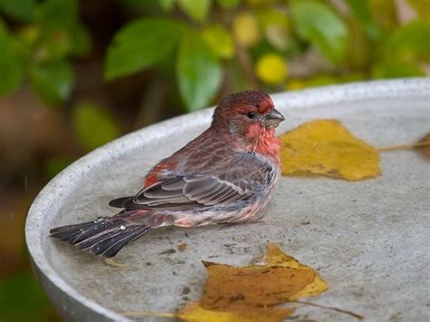 House Finch Pacific Nw Birder