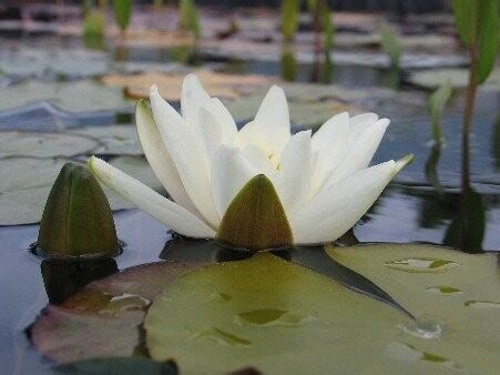 Seerose Nymphaea Albatros Seerosenwelt Shop De