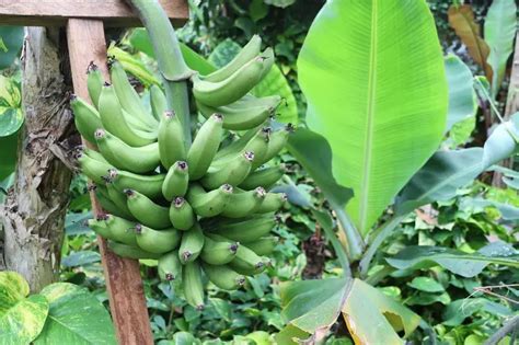 How To Winterize A Banana Tree Tips And Methods Against Frost Tutorial Plants And Garden Tips