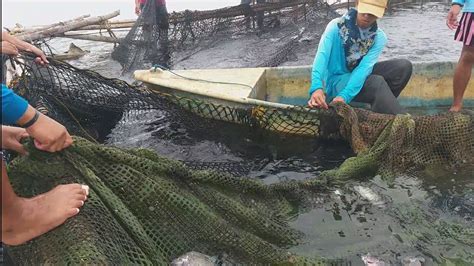 Part 2 Ganito Ang Ginagawa Namin Bago Mag Harvest Ng Tilapia