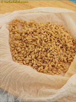 Sprouted Wheat Glossary | Recipes with Sprouted Wheat | Tarladalal.com