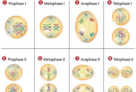 Tahap Pembelahan Meiosis Profase Metafase Anafase Dan Telofase