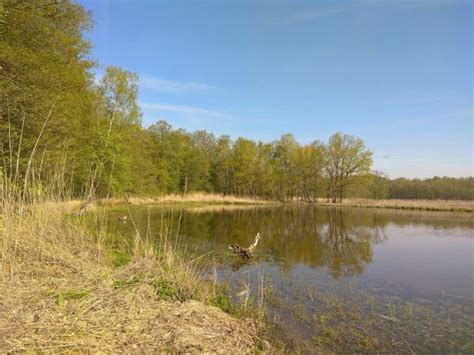 UAV based mapping of Shoreline Vegetation