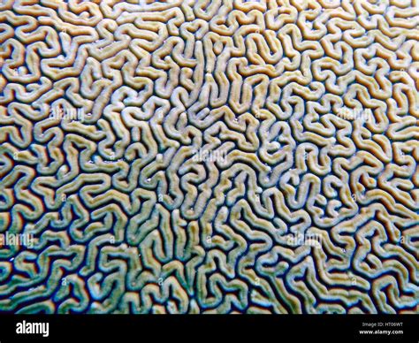 Pattern On Brain Coral Stock Photo Alamy