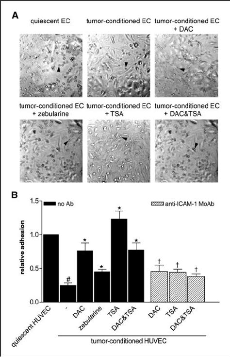 DNMT And HDAC Inhibitors Restore Leukocyte Endothelial Cell Adhesion In