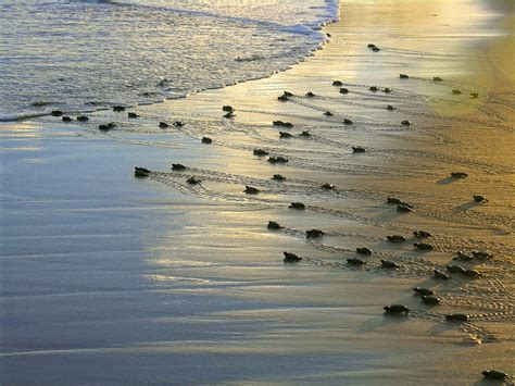 Di Rio De Uma Bi Loga Curiosidade Sobre As Crias De Tartarugas Marinhas