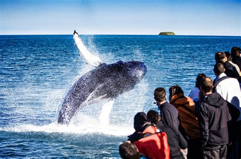 Húsavík Original Whale Watching