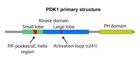 Pdk 1 Signaling Pathway Creative Diagnostics