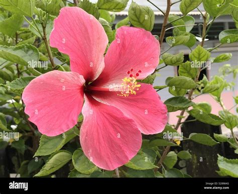 Bunga Raya Malaysia Flower Hi Res Stock Photography And Images Alamy